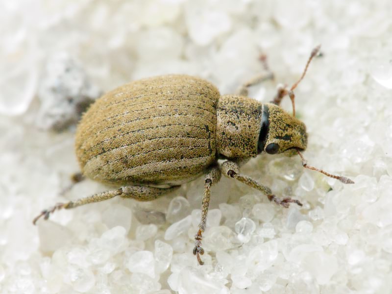 Strophosoma albosignatum (Boheman, 1839)